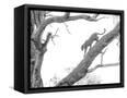Canvas Black