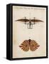 Jacob Degen's "Flapping Wings" Design-null-Framed Stretched Canvas
