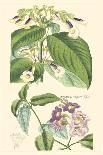 Botanical IV-Jacob Dietrich-Art Print