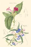 Botanical IV-Jacob Dietrich-Art Print