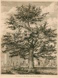 The Cedar in the Palace Garden at Enfield, Middlesex-Jacob George Strutt-Giclee Print