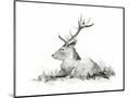 Wood Mount