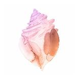 Sunset Conch I-Jacob Green-Art Print