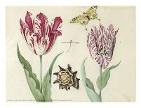 Two Tulips, a Shell, a Butterfly and a Dragonfly, c. 1637-1645-Jacob Marrel-Framed Art Print