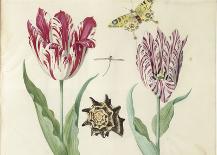 Two Tulips, a Shell and a Grasshopper, c. 1637-1645-Jacob Marrel-Framed Art Print