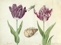 Two Tulips, a Shell, a Butterfly and a Dragonfly, c. 1637-1645-Jacob Marrel-Framed Art Print