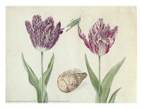 Two Tulips, a Shell and a Grasshopper, c. 1637-1645-Jacob Marrel-Framed Art Print