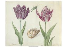 Two Tulips, a Shell, a Butterfly and a Dragonfly, c. 1637-1645-Jacob Marrel-Framed Art Print