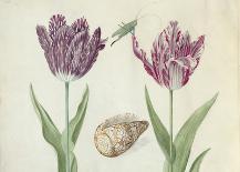 Two Tulips, a Shell and a Grasshopper, c. 1637-1645-Jacob Marrel-Framed Art Print