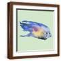 Brown Frame