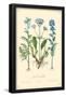 Jacob's Ladder Flowers-null-Framed Poster