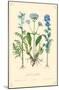 Jacob's Ladder Flowers-null-Mounted Poster