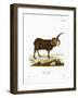 Jacob Sheep-null-Framed Giclee Print