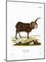 Jacob Sheep-null-Mounted Giclee Print