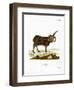 Jacob Sheep-null-Framed Premium Giclee Print