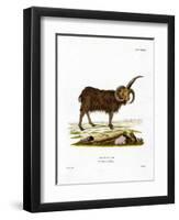 Jacob Sheep-null-Framed Premium Giclee Print