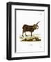 Jacob Sheep-null-Framed Premium Giclee Print