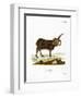 Jacob Sheep-null-Framed Premium Giclee Print