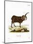 Jacob Sheep-null-Mounted Premium Giclee Print