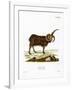 Jacob Sheep-null-Framed Giclee Print