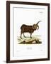 Jacob Sheep-null-Framed Giclee Print