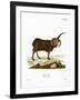 Jacob Sheep-null-Framed Giclee Print