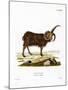 Jacob Sheep-null-Mounted Giclee Print