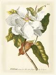 Magnificent Magnolias I-Jacob Trew-Mounted Art Print