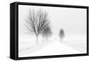 Framed Canvas
