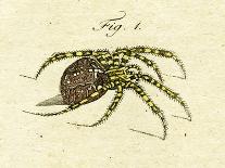 Illustration of a Spider, 1790-Jacob Xavier Schmuzer-Framed Stretched Canvas