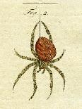 Illustration of Spiders, 1790-Jacob Xavier Schmuzer-Giclee Print