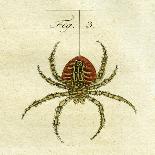 Illustration of a Spider, 1790-Jacob Xavier Schmuzer-Stretched Canvas