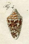 Illustration of Conus Ammiralis (Subspecies Summus), 1790-Jacob Xavier Schmuzer-Giclee Print