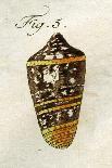 Illustration of Conus Ammiralis , 1790-Jacob Xavier Schmuzer-Giclee Print