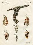 Illustration of Seashells, 1790-Jacob Xavier Schmuzer-Giclee Print