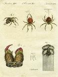 Illustration of Spiders, 1790-Jacob Xavier Schmuzer-Framed Giclee Print