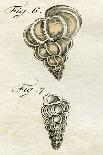 Illustration of a Spider, 1790-Jacob Xavier Schmuzer-Stretched Canvas