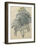 Jacobaea Maritima From The Album Gottorfer Codex, c.1650-Hans Simon Holtzbecher-Framed Giclee Print