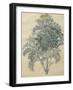 Jacobaea Maritima From The Album Gottorfer Codex, c.1650-Hans Simon Holtzbecher-Framed Giclee Print