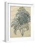 Jacobaea Maritima From The Album Gottorfer Codex, c.1650-Hans Simon Holtzbecher-Framed Giclee Print