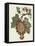 Jacobean Floral II-Vision Studio-Framed Stretched Canvas