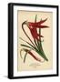 Jacobean Lily, Sprekelia Formosissima. Chromolithograph from an Illustration by Desire Bois from Ed-Désiré Georges Jean Marie Bois-Framed Giclee Print