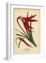 Jacobean Lily, Sprekelia Formosissima. Chromolithograph from an Illustration by Desire Bois from Ed-Désiré Georges Jean Marie Bois-Framed Giclee Print