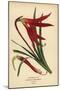Jacobean Lily, Sprekelia Formosissima. Chromolithograph from an Illustration by Desire Bois from Ed-Désiré Georges Jean Marie Bois-Mounted Giclee Print