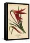 Jacobean Lily, Sprekelia Formosissima. Chromolithograph from an Illustration by Desire Bois from Ed-Désiré Georges Jean Marie Bois-Framed Stretched Canvas