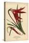 Jacobean Lily, Sprekelia Formosissima. Chromolithograph from an Illustration by Desire Bois from Ed-Désiré Georges Jean Marie Bois-Stretched Canvas