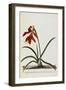 Jacobean Lily-Georg Dionysius Ehret-Framed Giclee Print