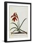 Jacobean Lily-Georg Dionysius Ehret-Framed Giclee Print