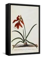 Jacobean Lily-Georg Dionysius Ehret-Framed Stretched Canvas