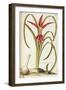 Jacobean or Aztec Lily (Sprekelia Formosissima)-null-Framed Giclee Print